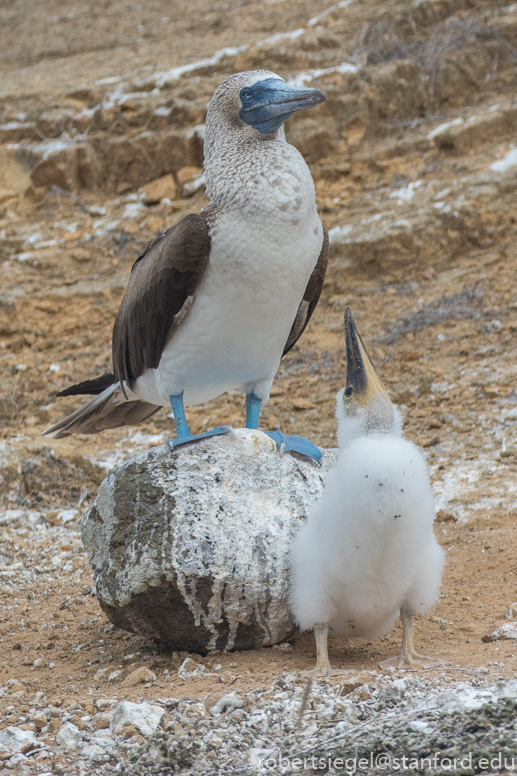 galapagos